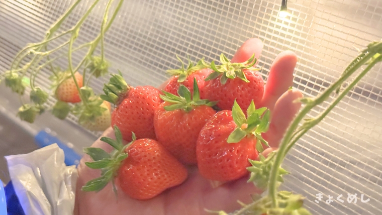 美瑛　丸北いちご農園　夜のいちご狩り